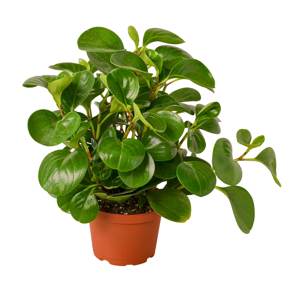 PEPEROMIA &