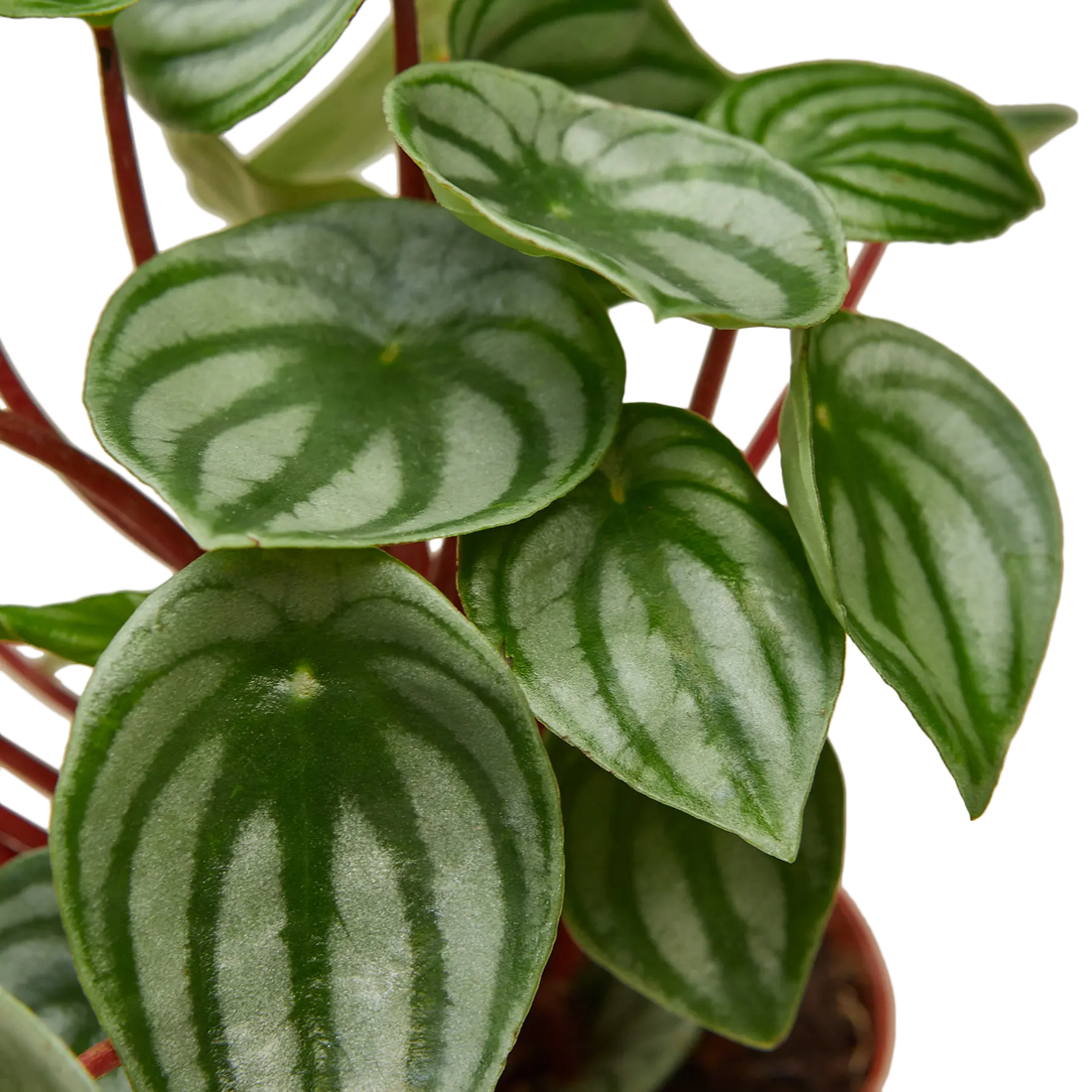 Peperomia &