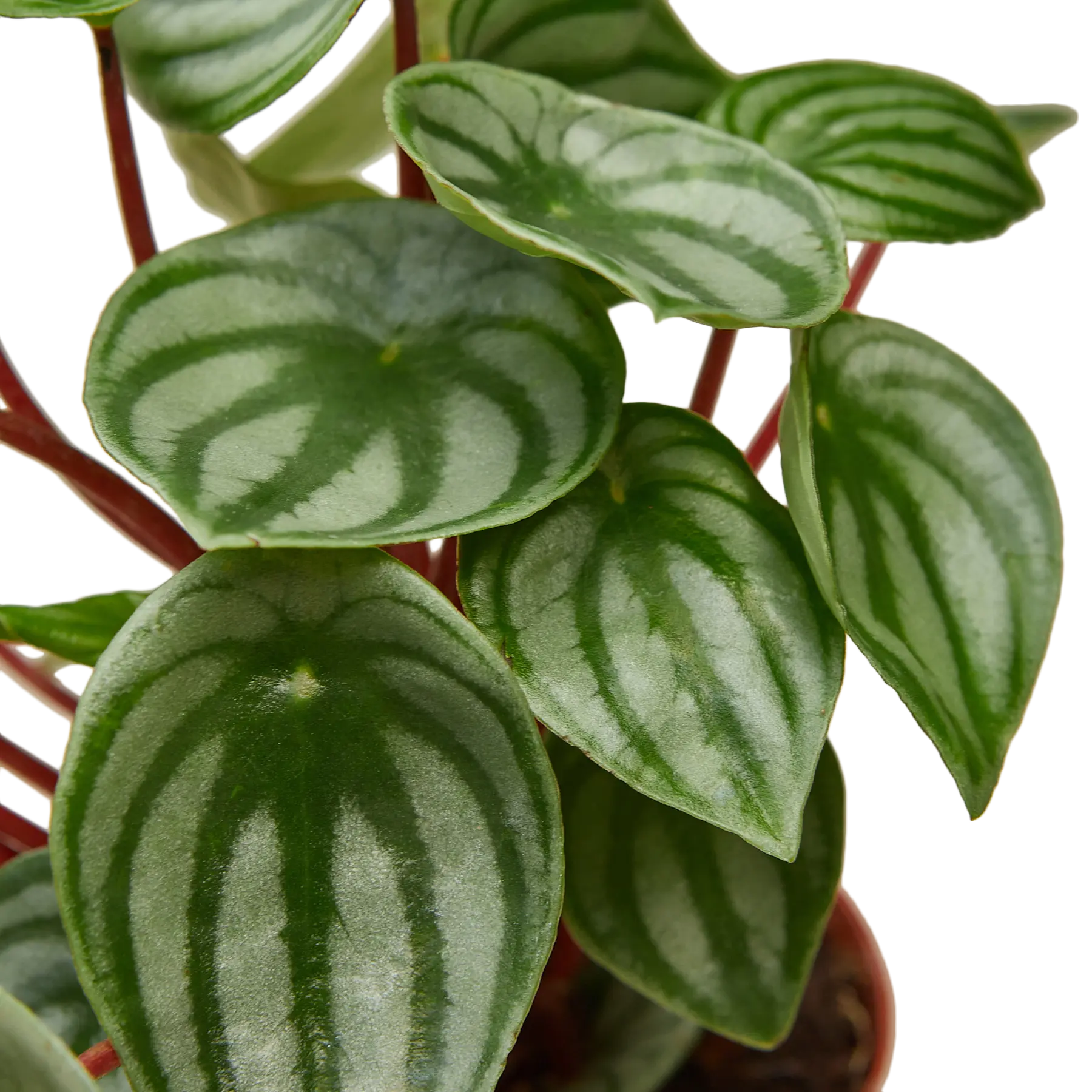 Peperomia &
