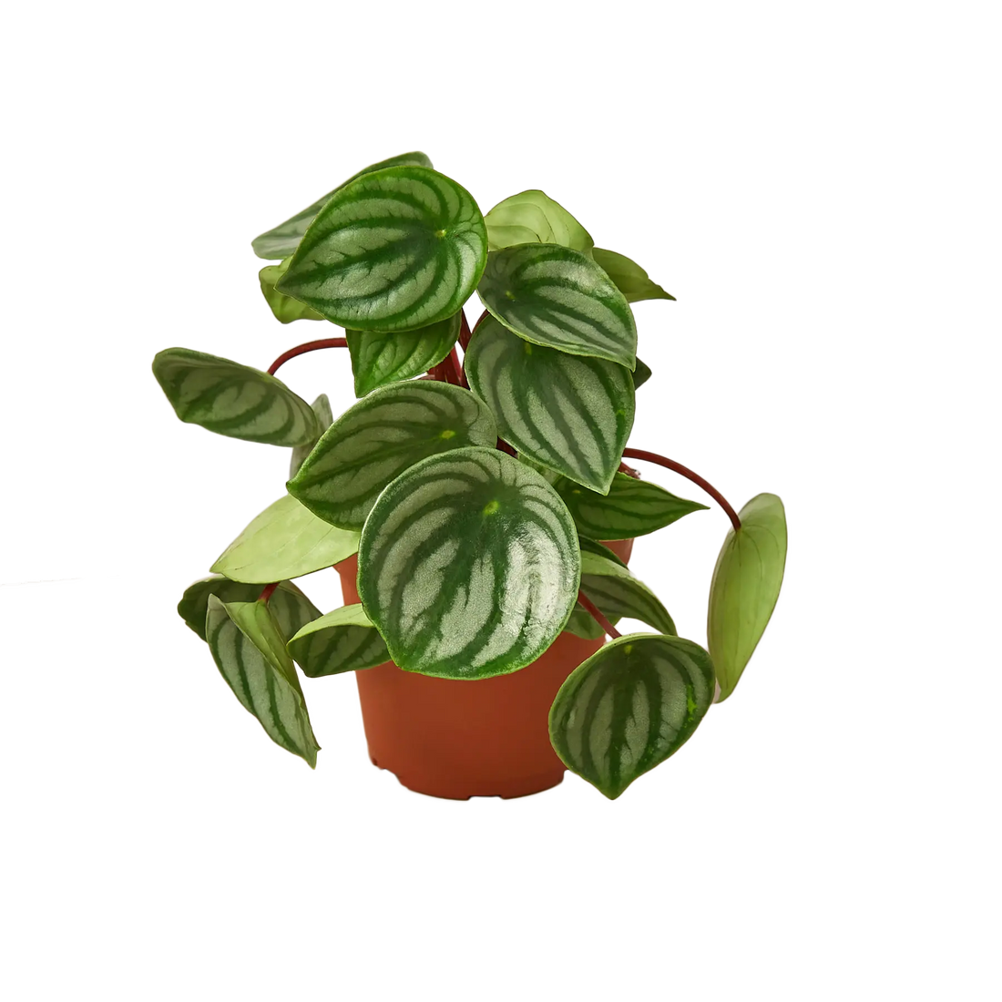 Peperomia &