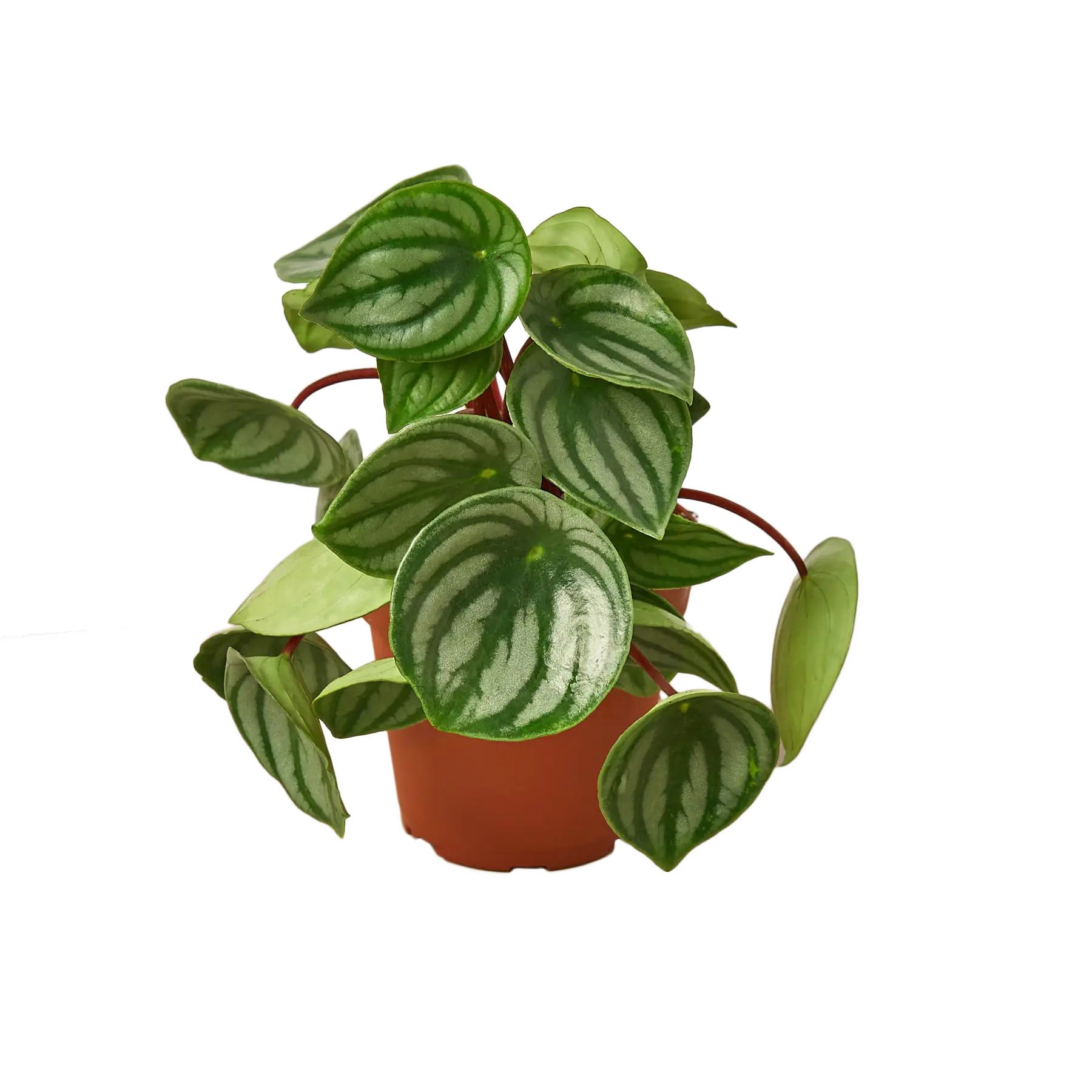 Peperomia &