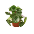 Peperomia &