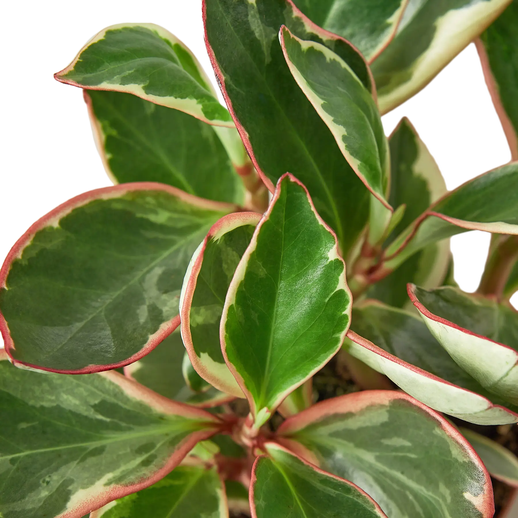 Peperomia &