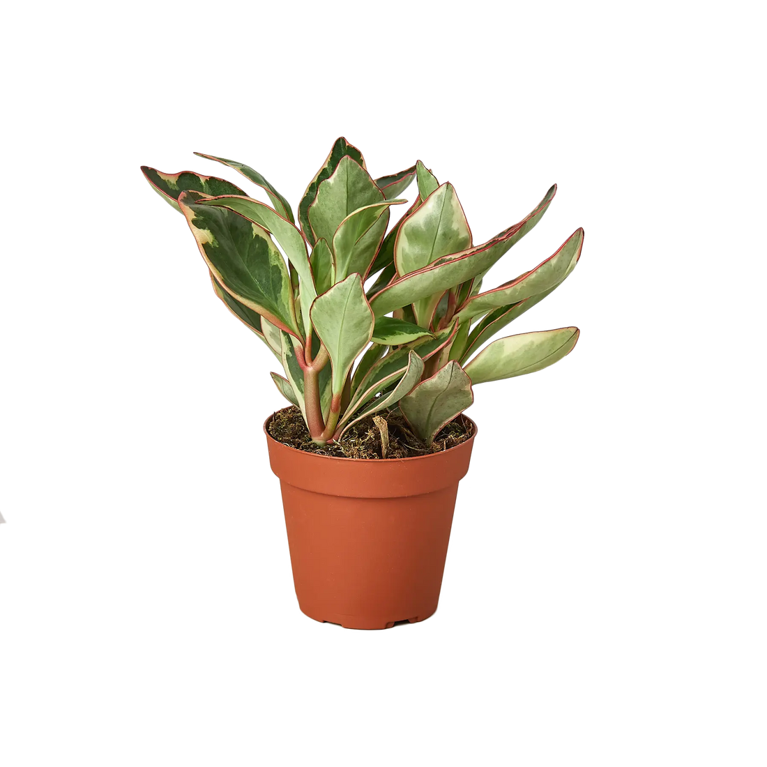 Peperomia &