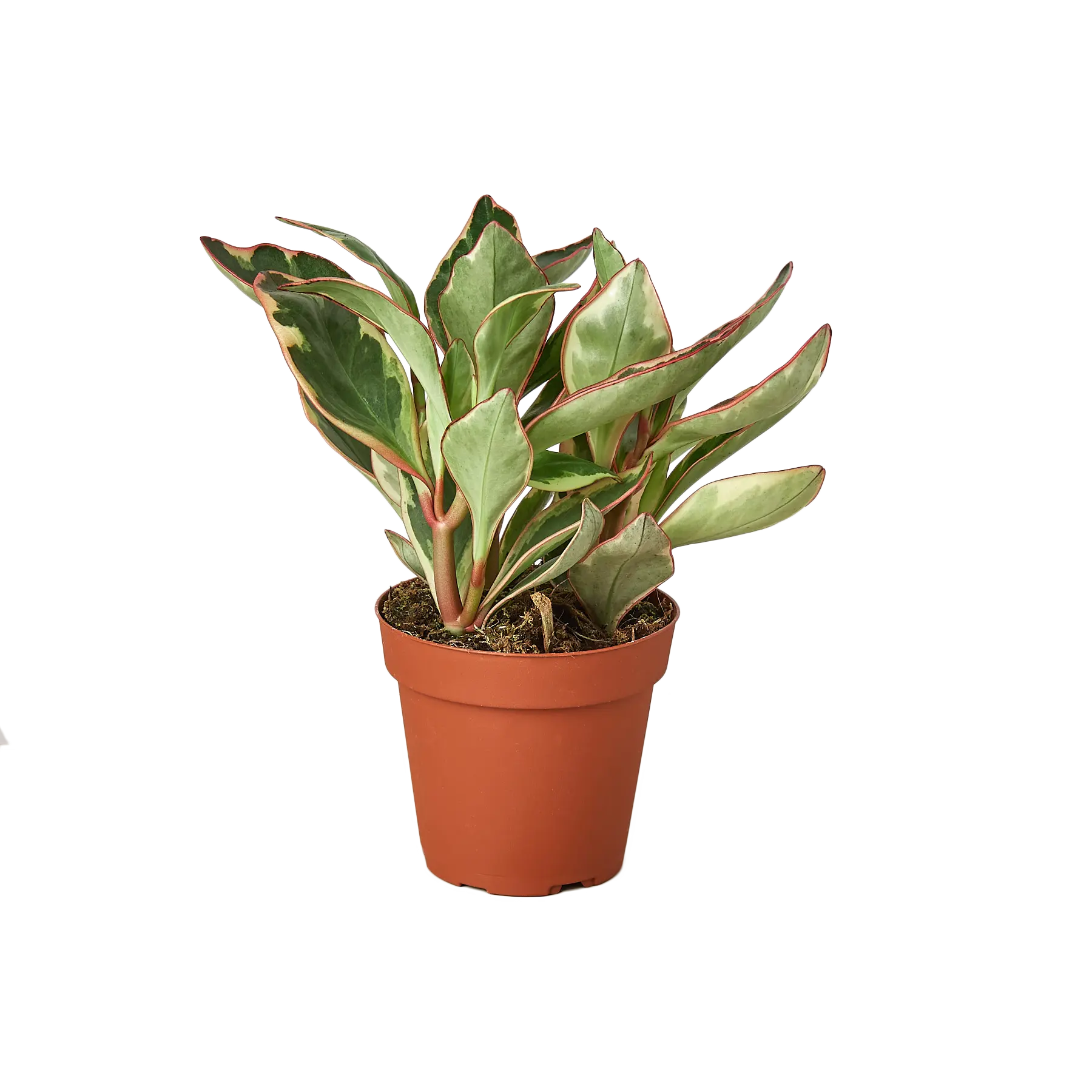 Peperomia &
