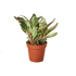 Peperomia &