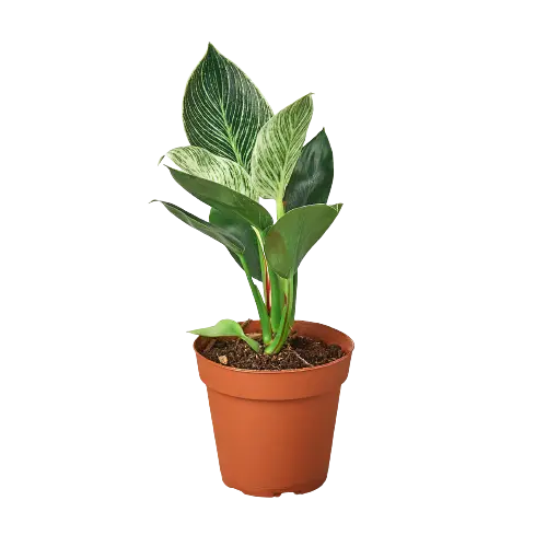 Philodendron &