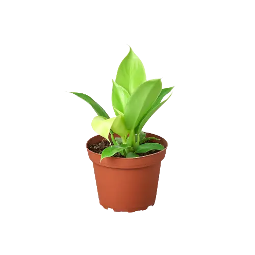Philodendron &