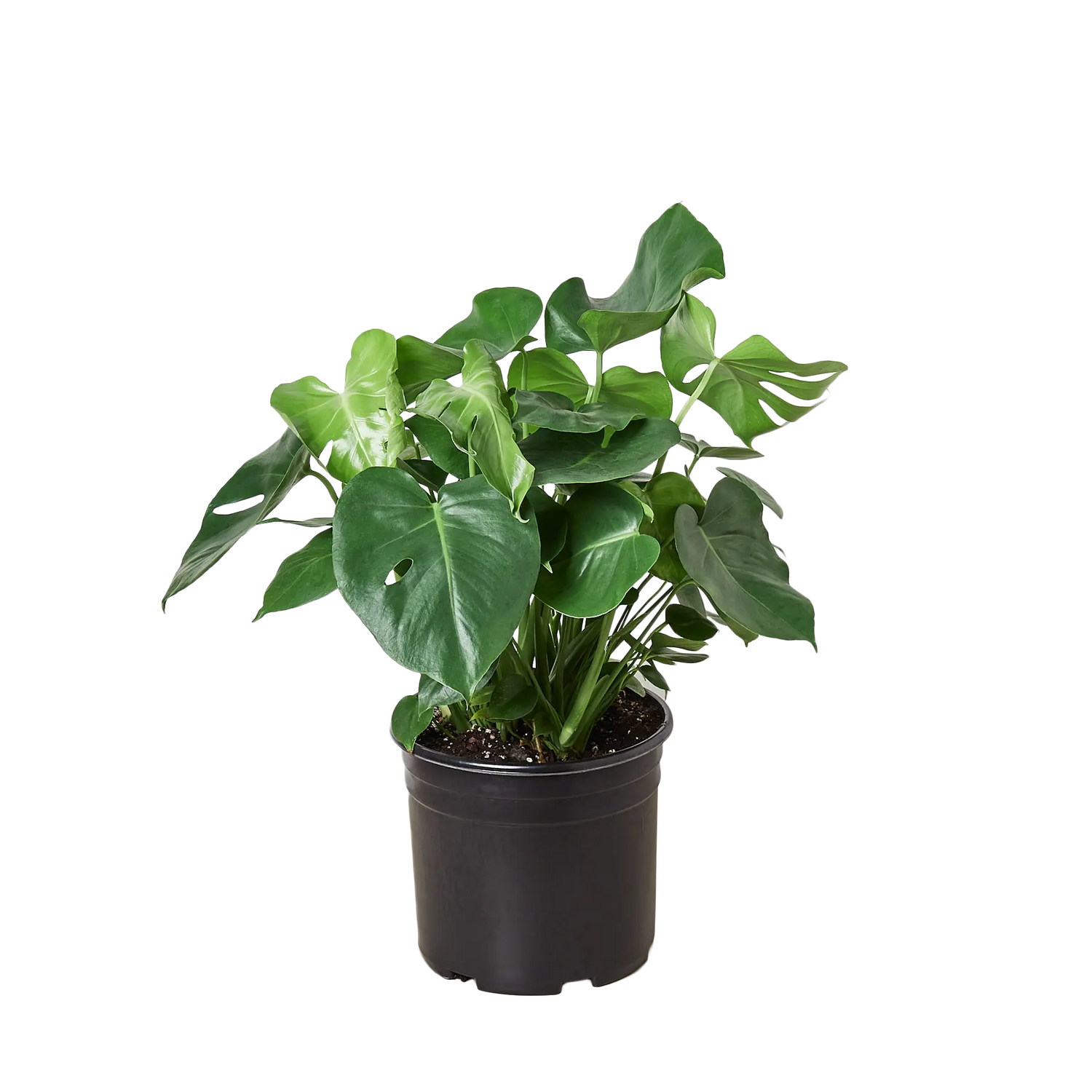 Monstera Deliciosa - Hive Plants -