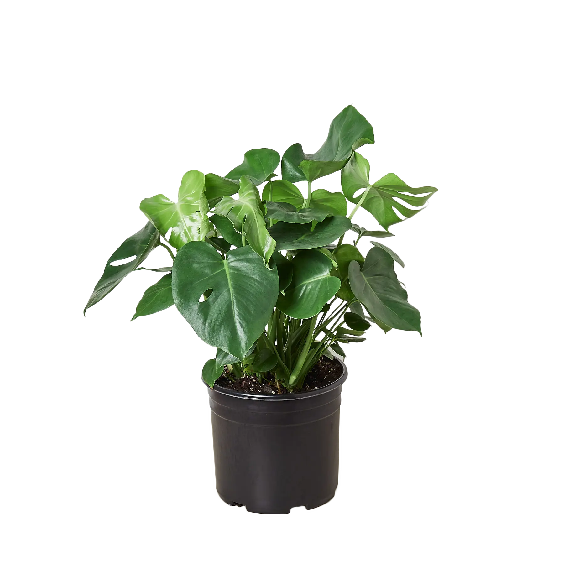 Monstera Deliciosa - Hive Plants -