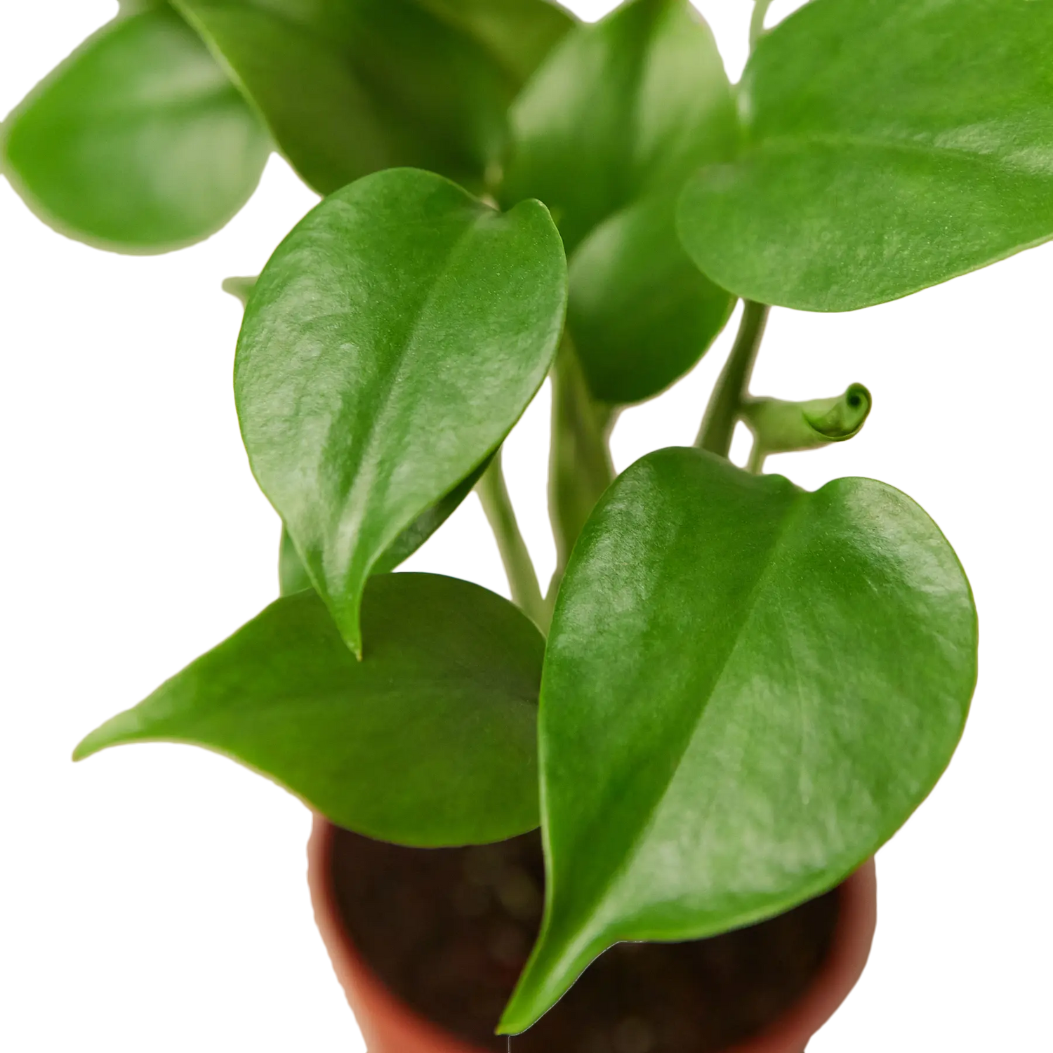 Monstera Deliciosa - Hive Plants -