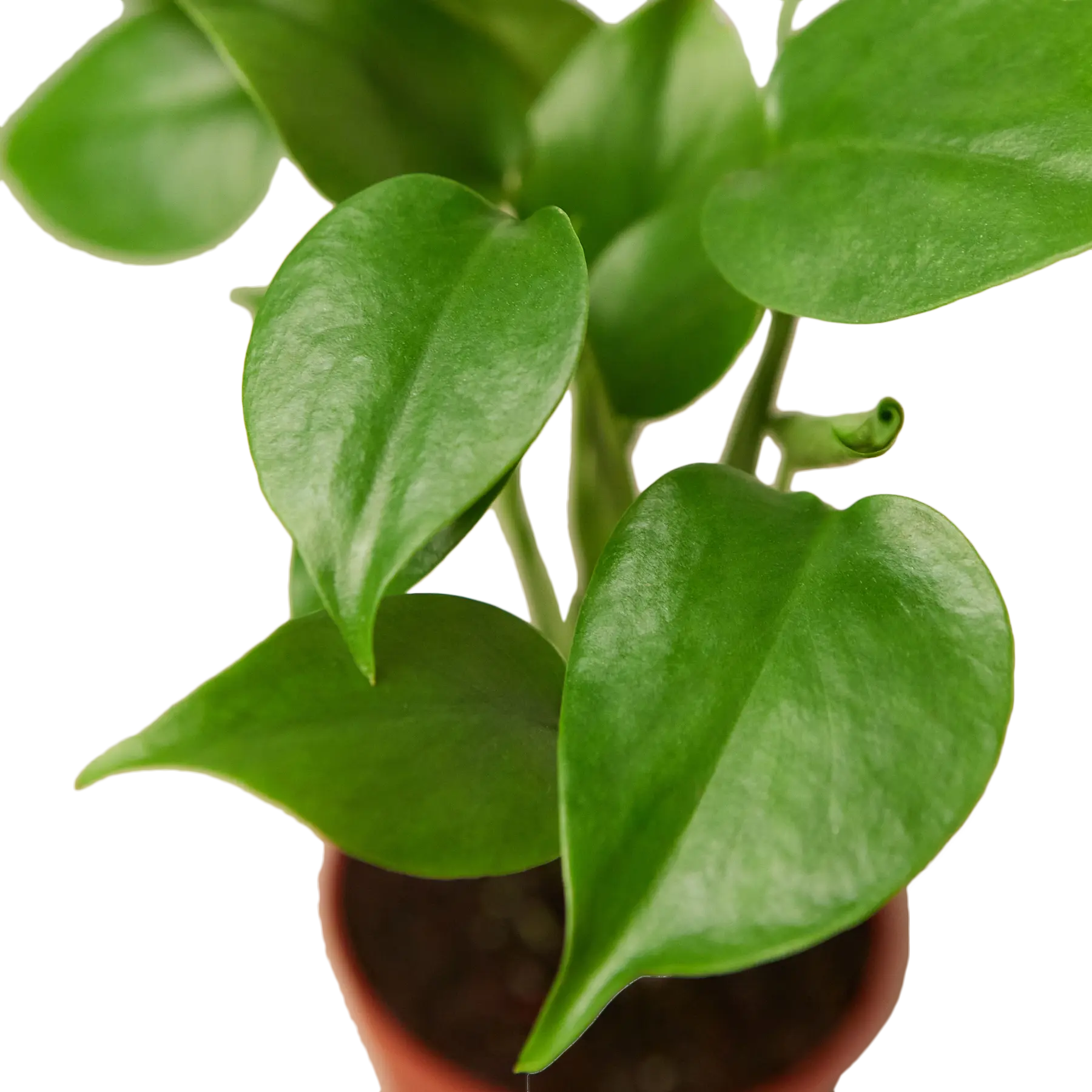 Monstera Deliciosa - Hive Plants -