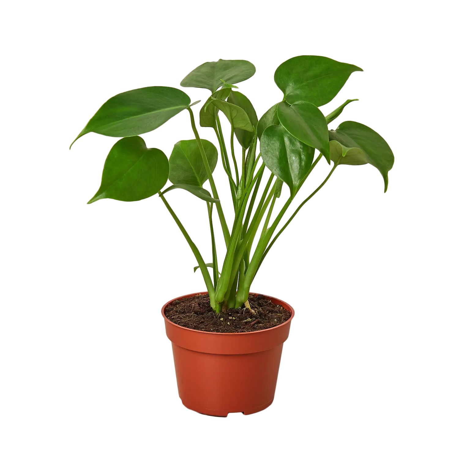 Monstera Deliciosa - Hive Plants -
