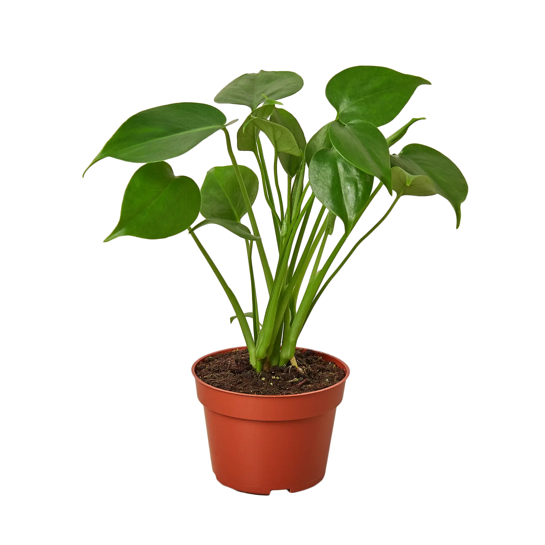 Monstera Deliciosa - Hive Plants -