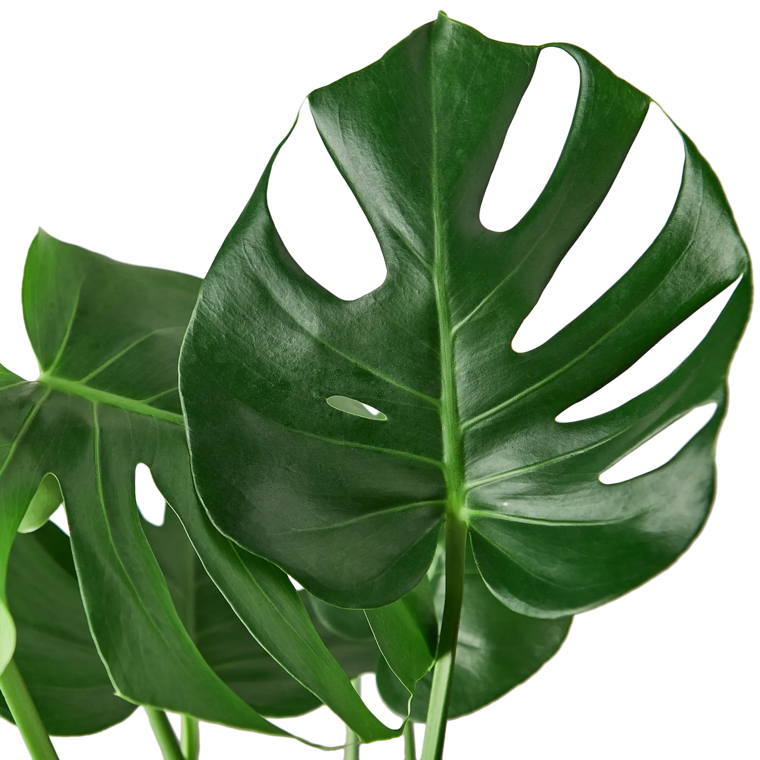 Monstera Deliciosa - Hive Plants -