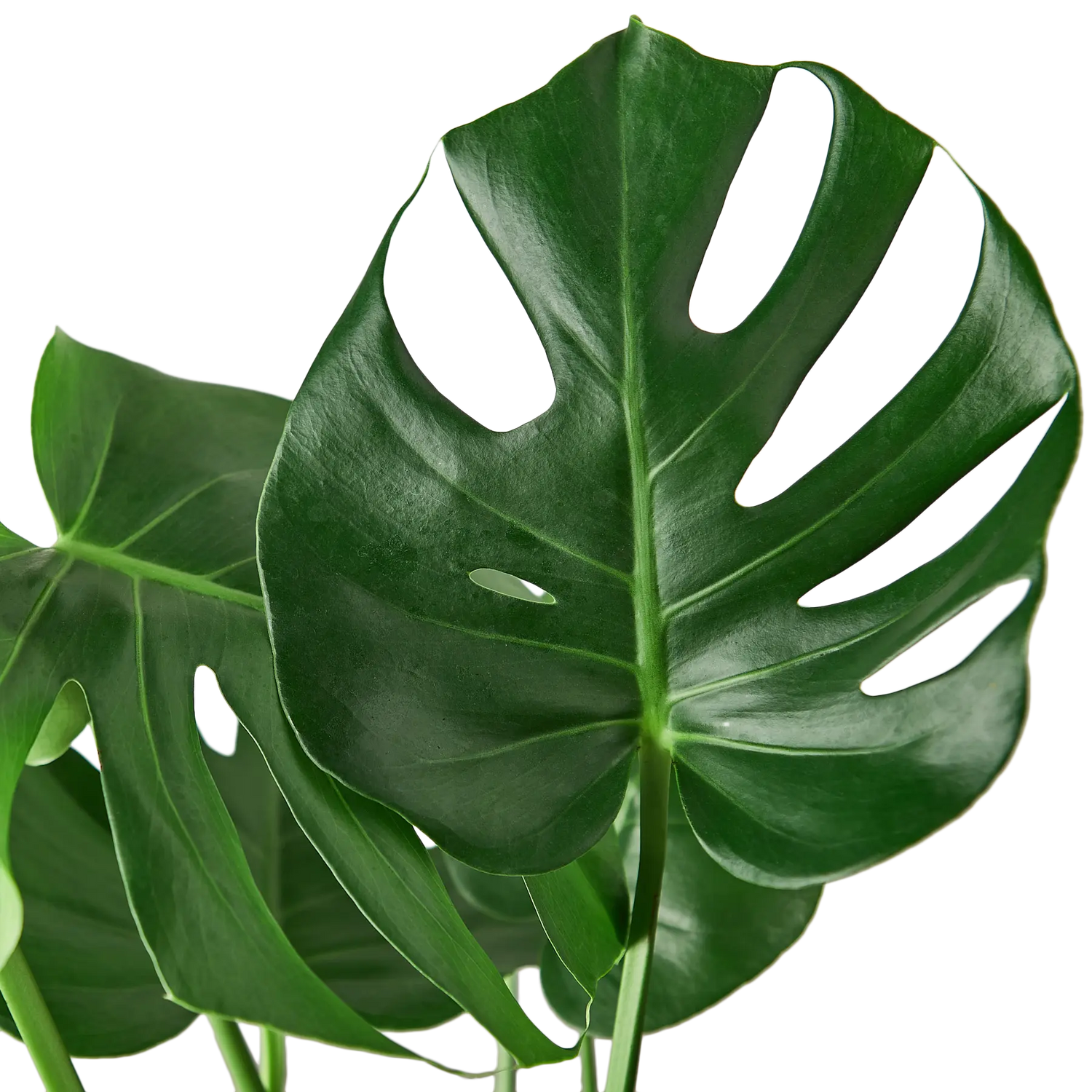 Monstera Deliciosa - Hive Plants -