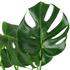 Monstera Deliciosa - Hive Plants -
