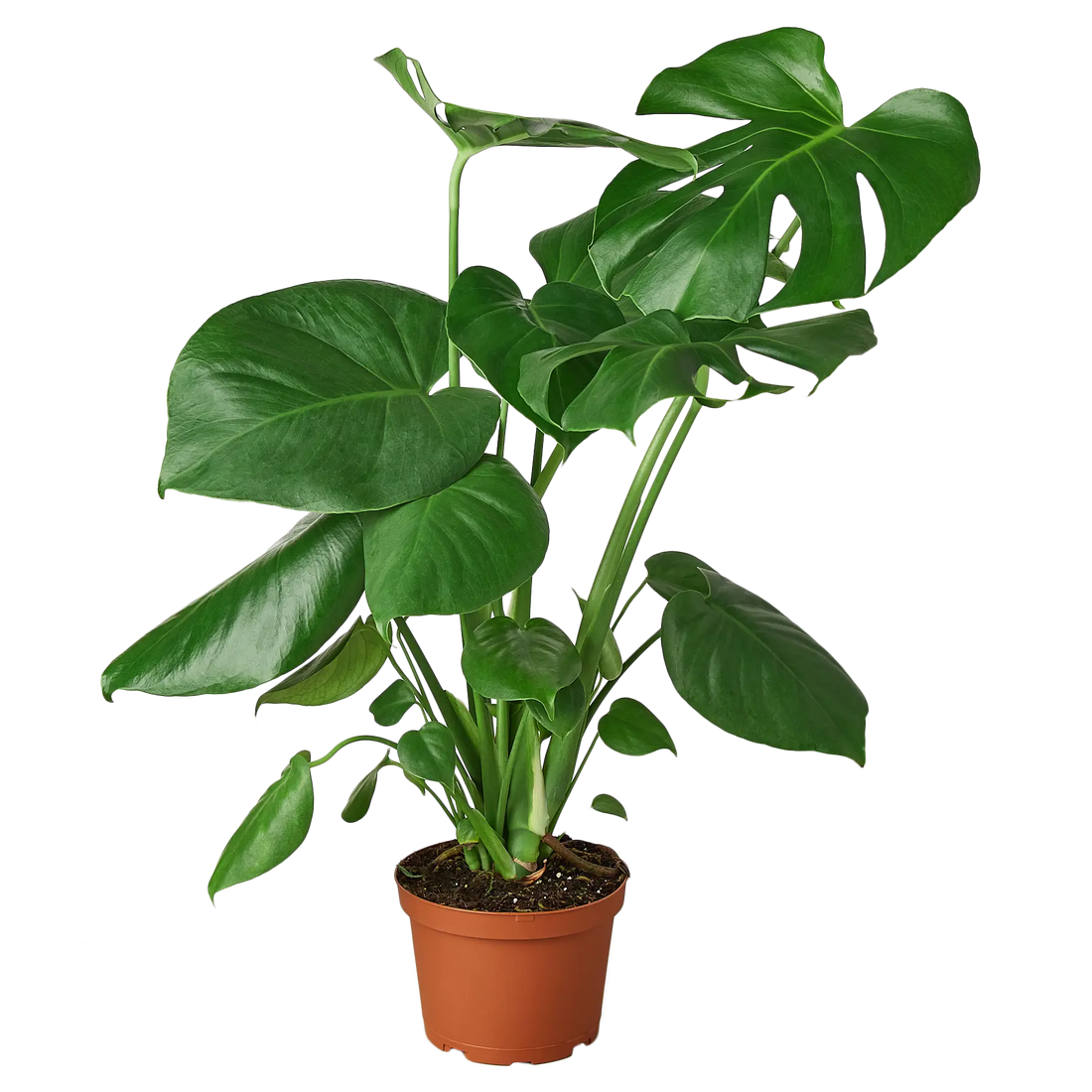 Monstera Deliciosa - Hive Plants -