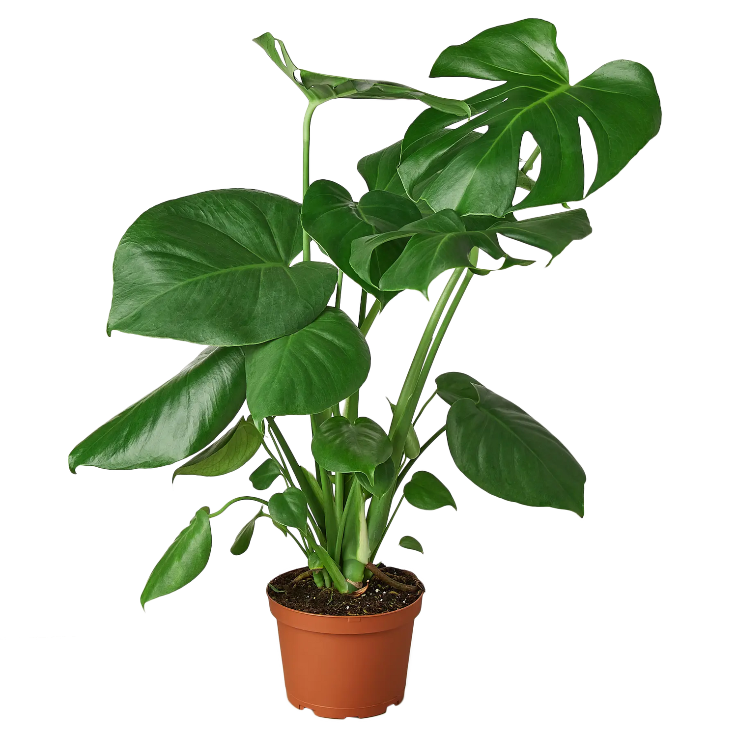 Monstera Deliciosa - Hive Plants -