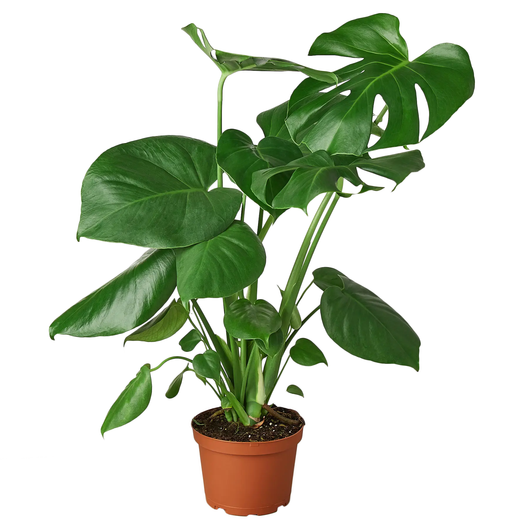 Monstera Deliciosa - Hive Plants -