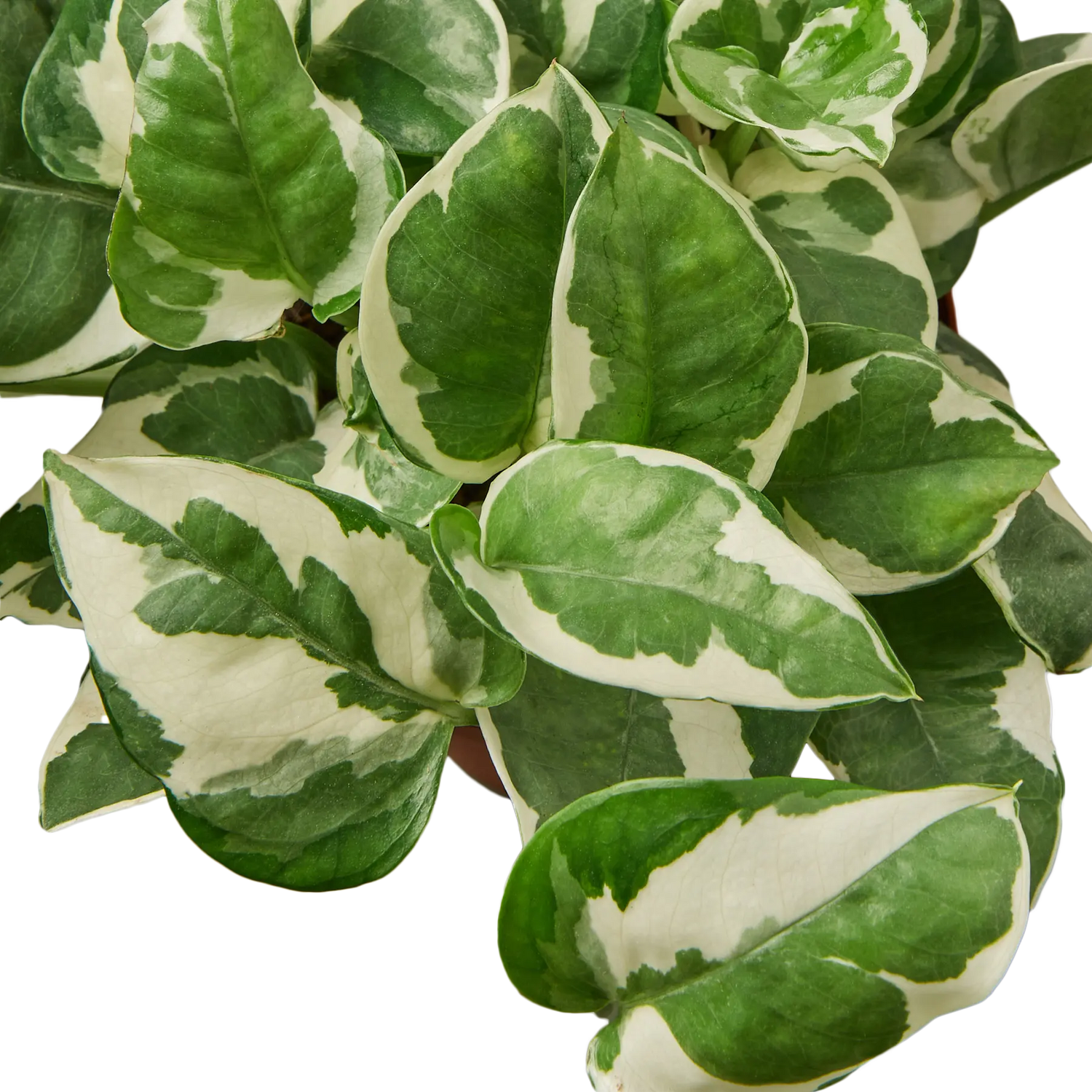 Pothos &