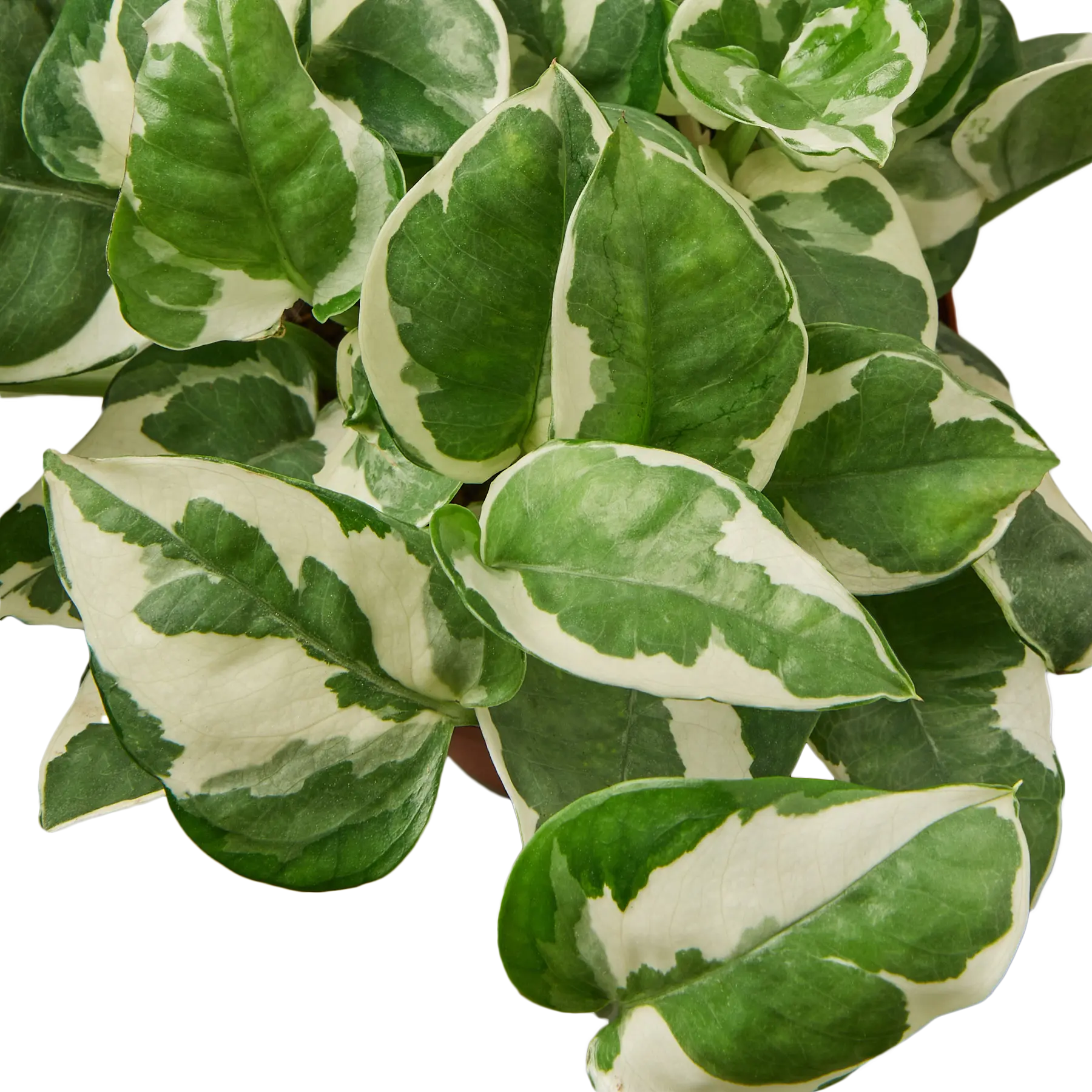 Pothos &
