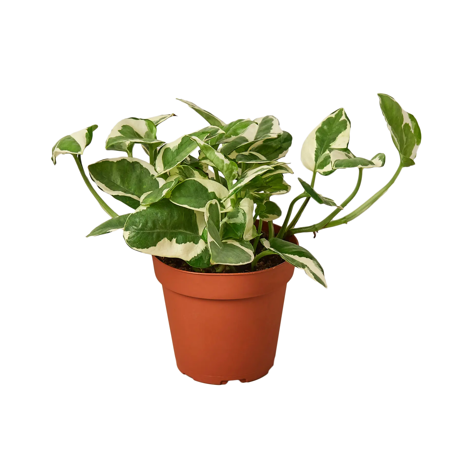 Pothos &