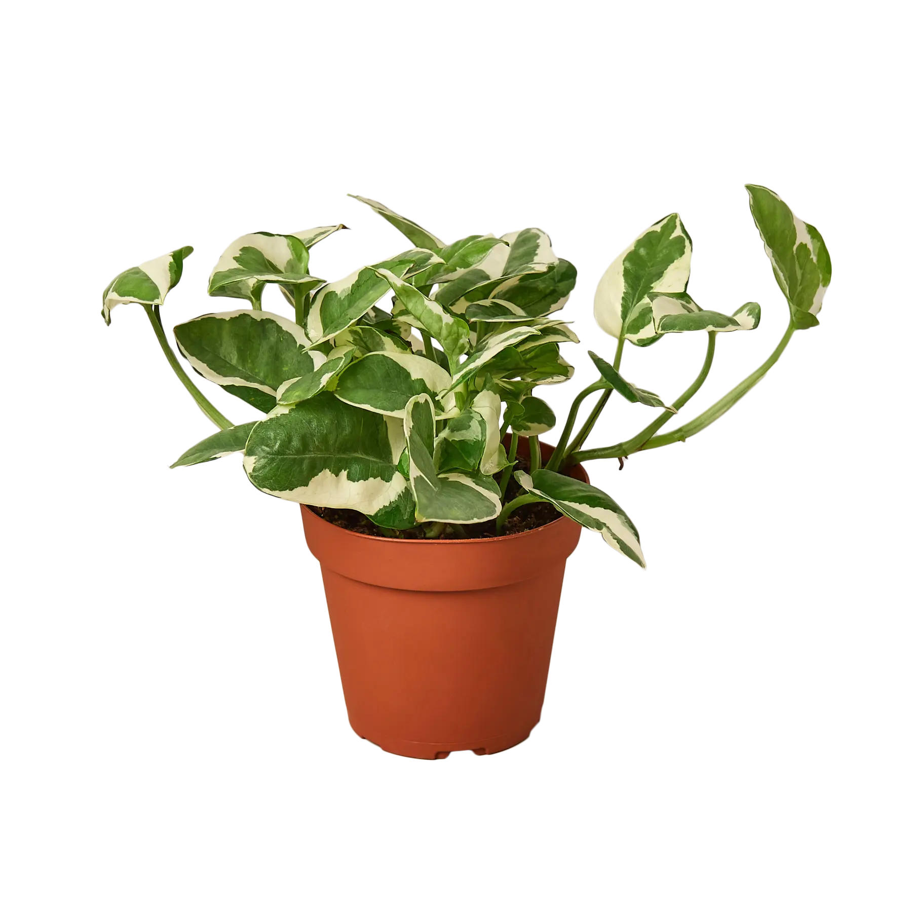 Pothos &