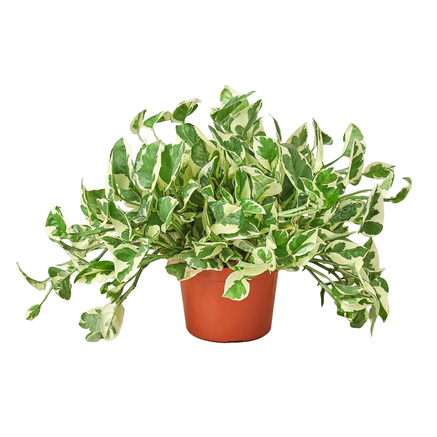 Pothos &