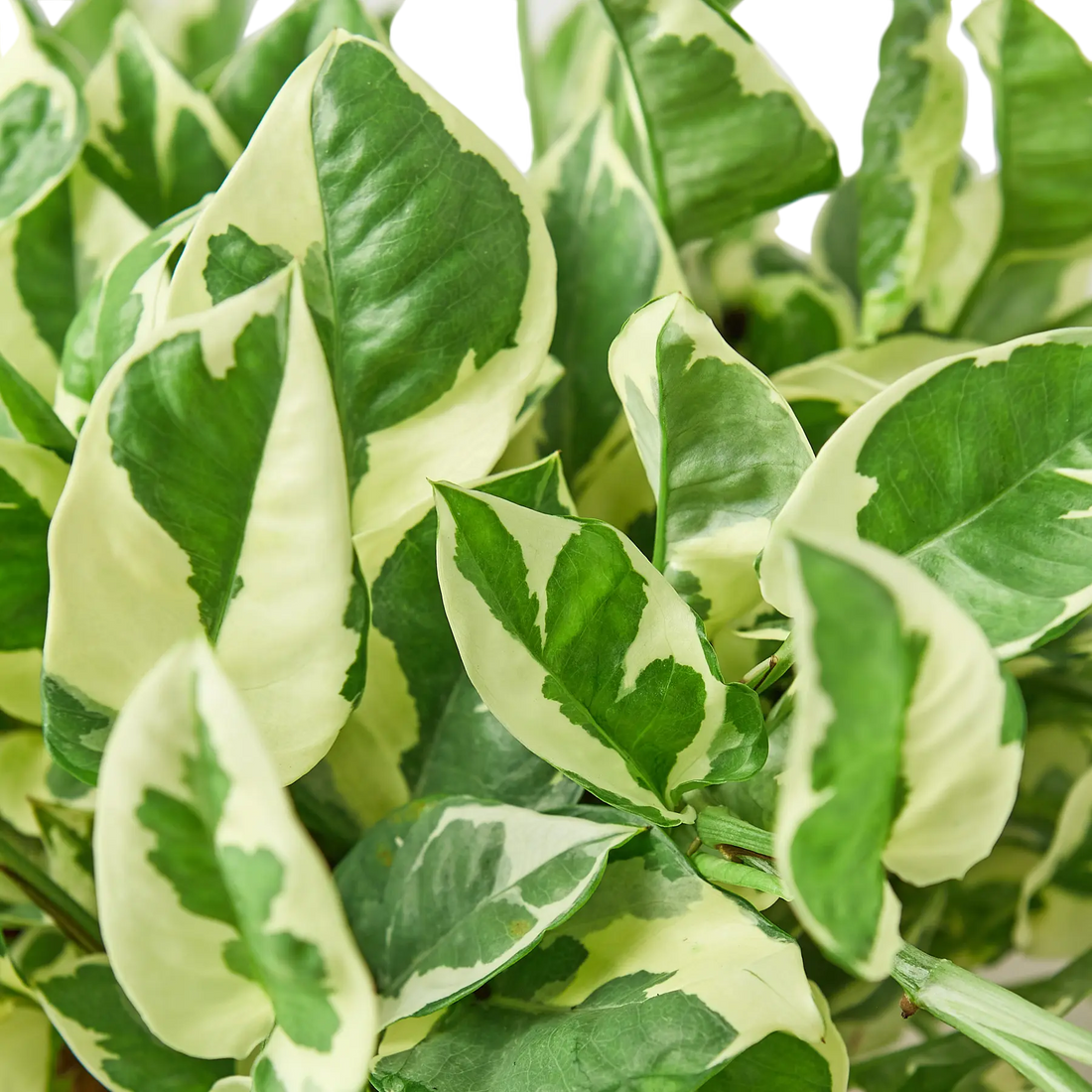 Pothos &