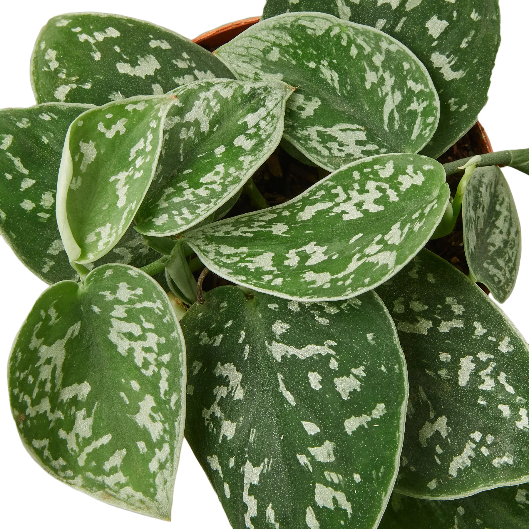 Pothos &