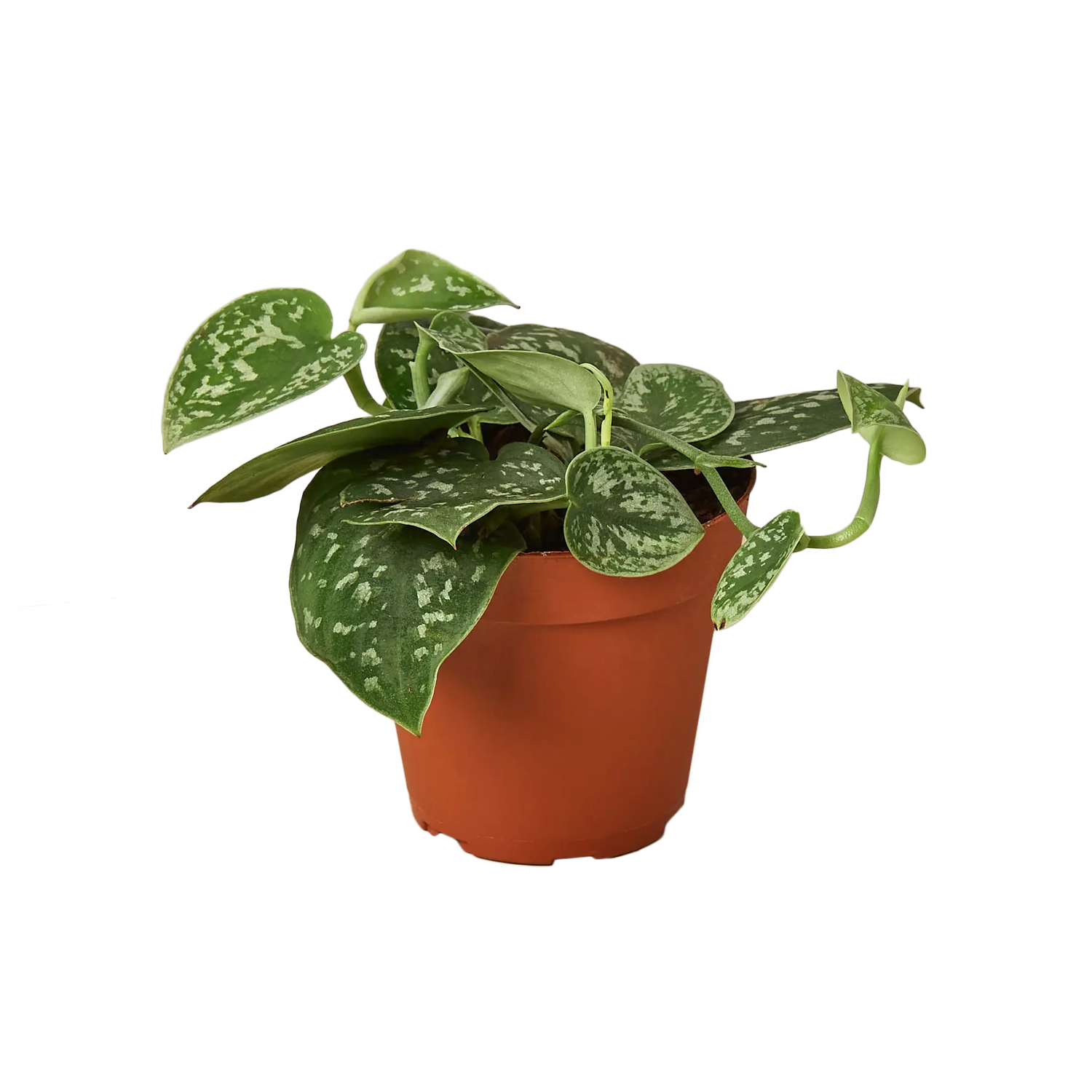 Pothos &