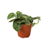 Pothos &