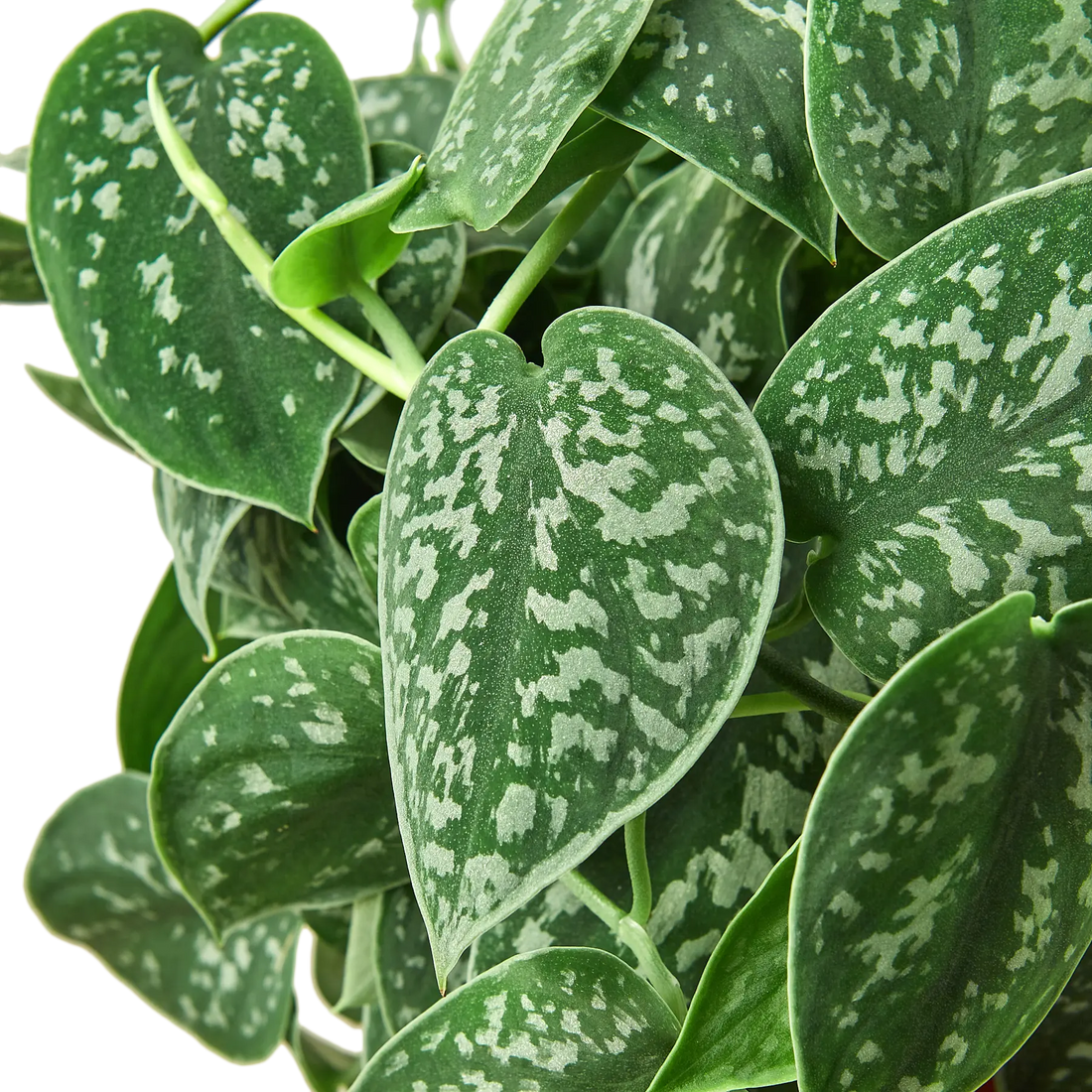 Pothos &