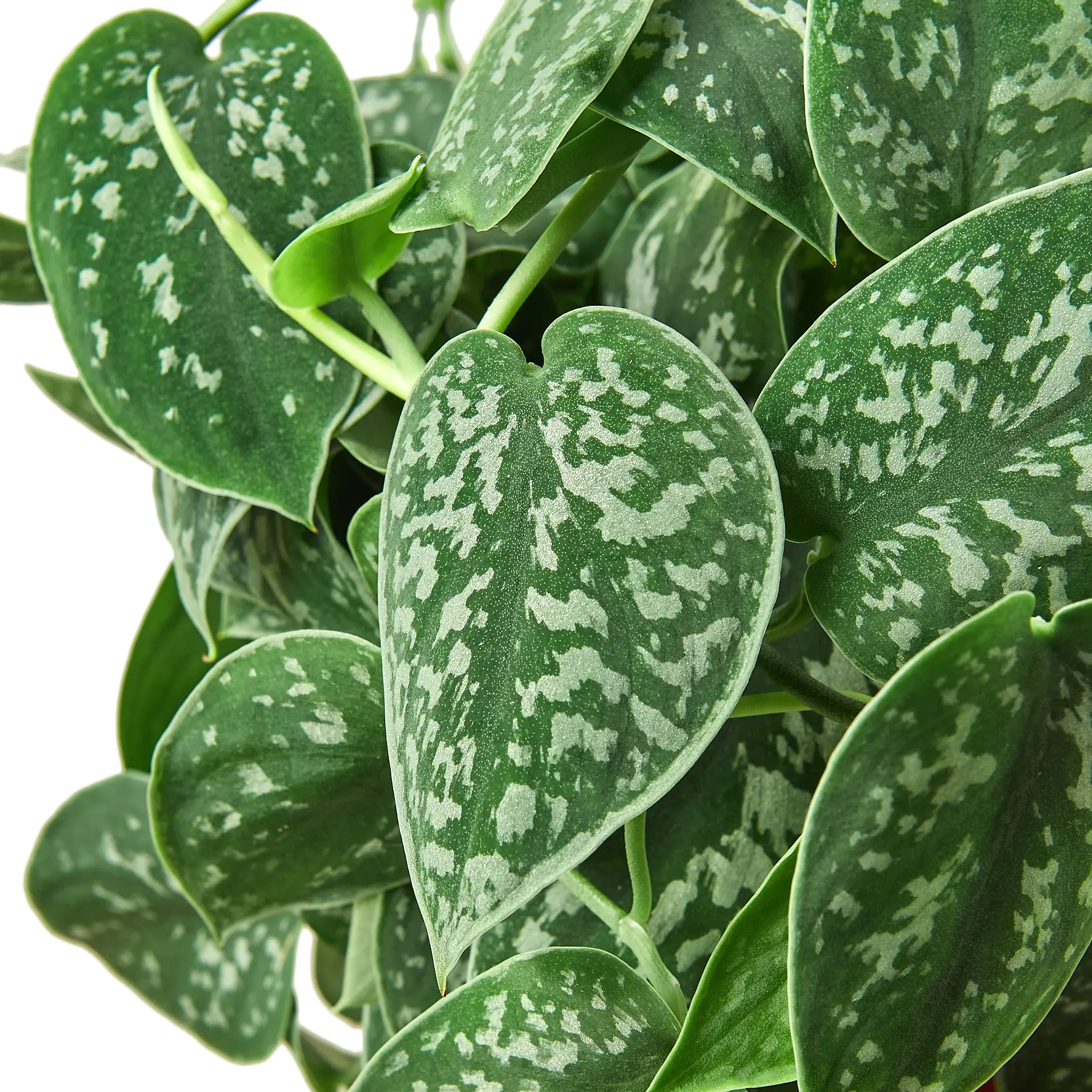 Pothos &