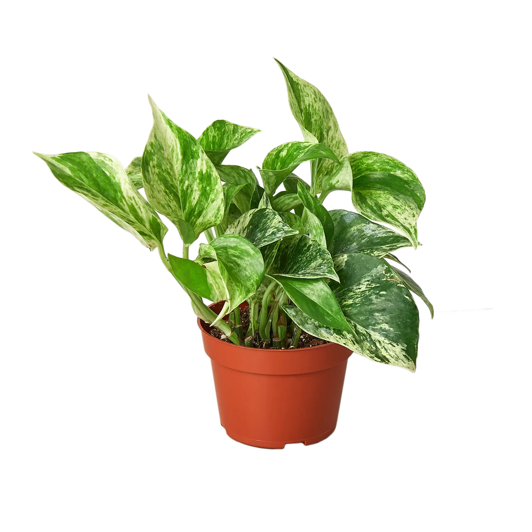 Pothos &
