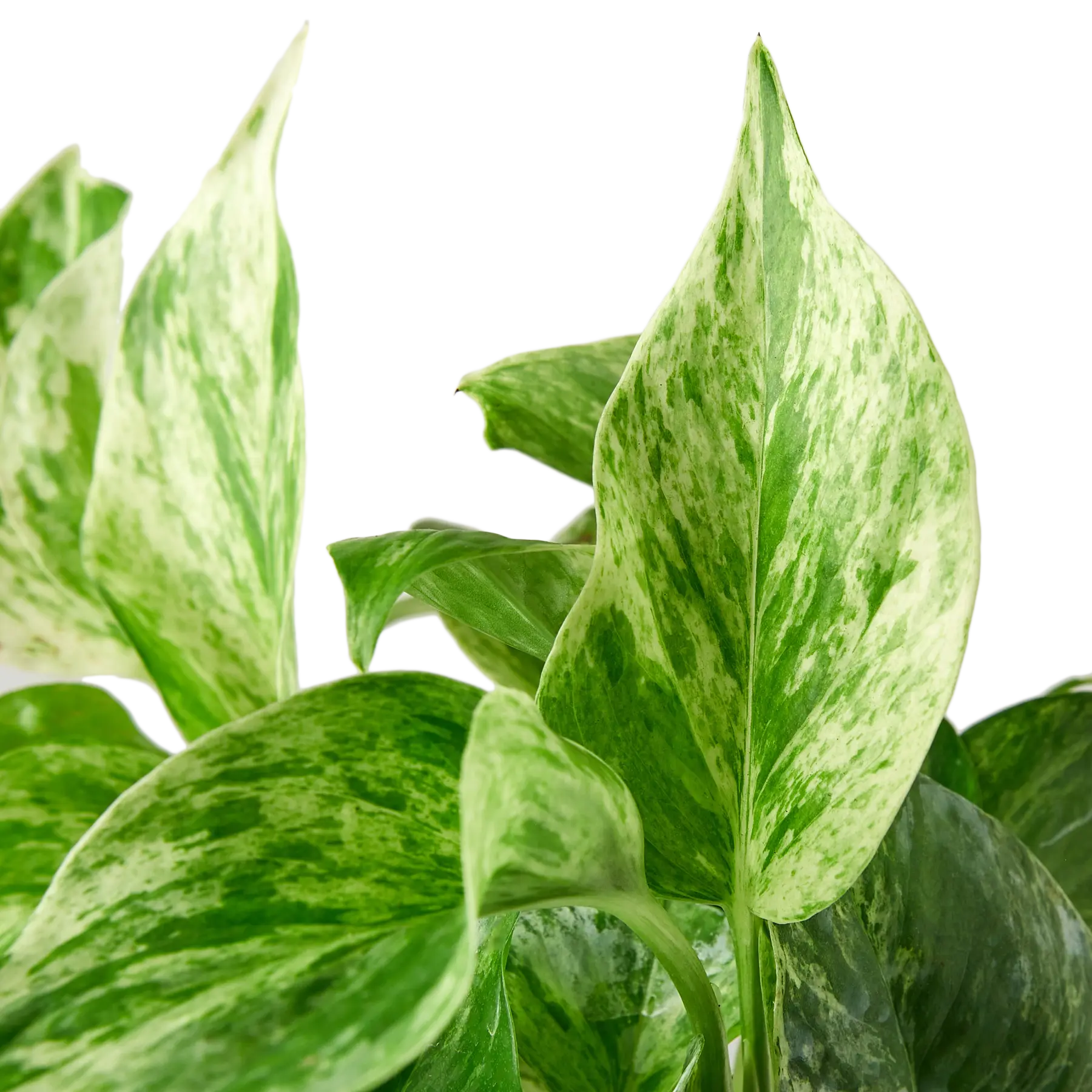 pothos queen marble Pothos 'Marble Queen'