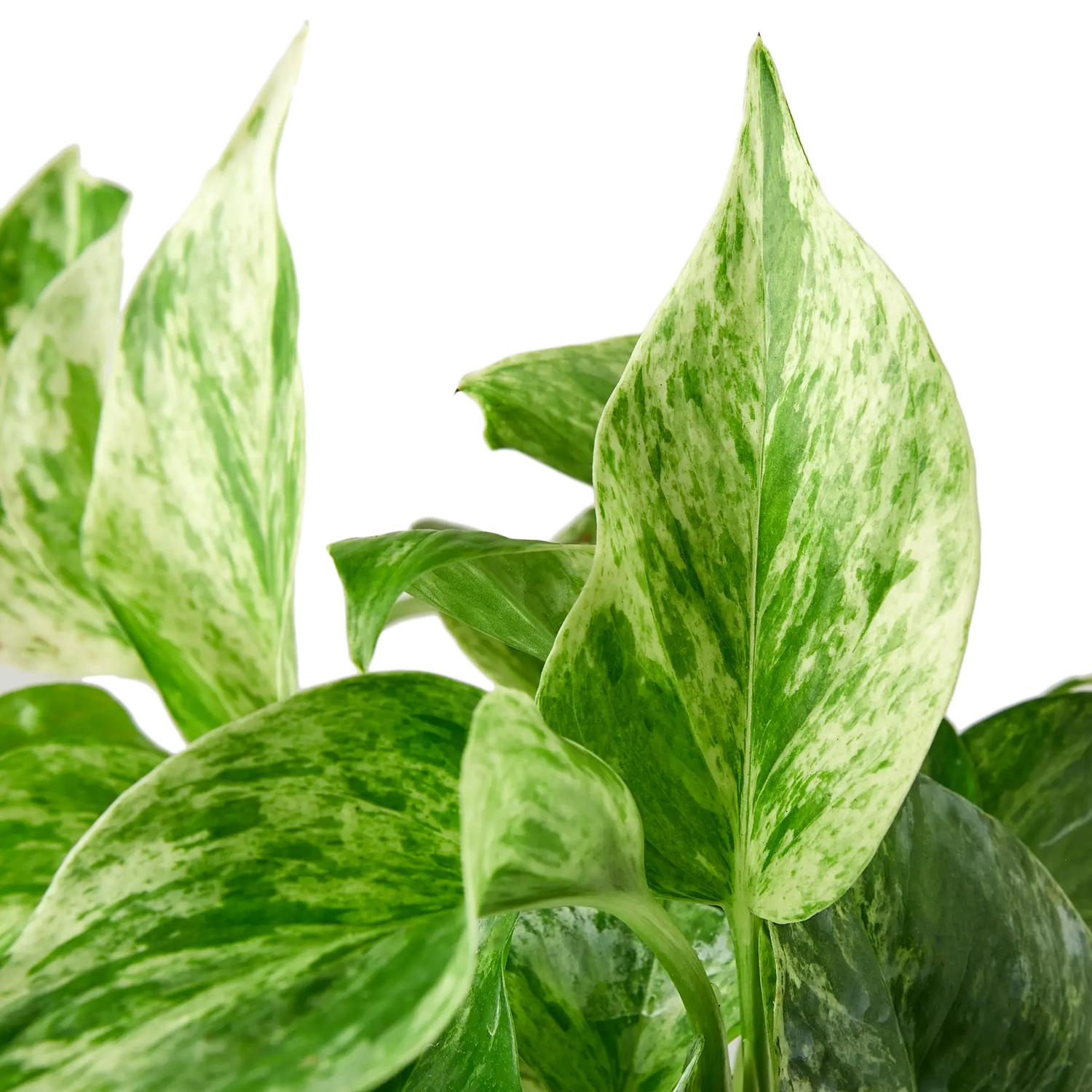 Pothos &