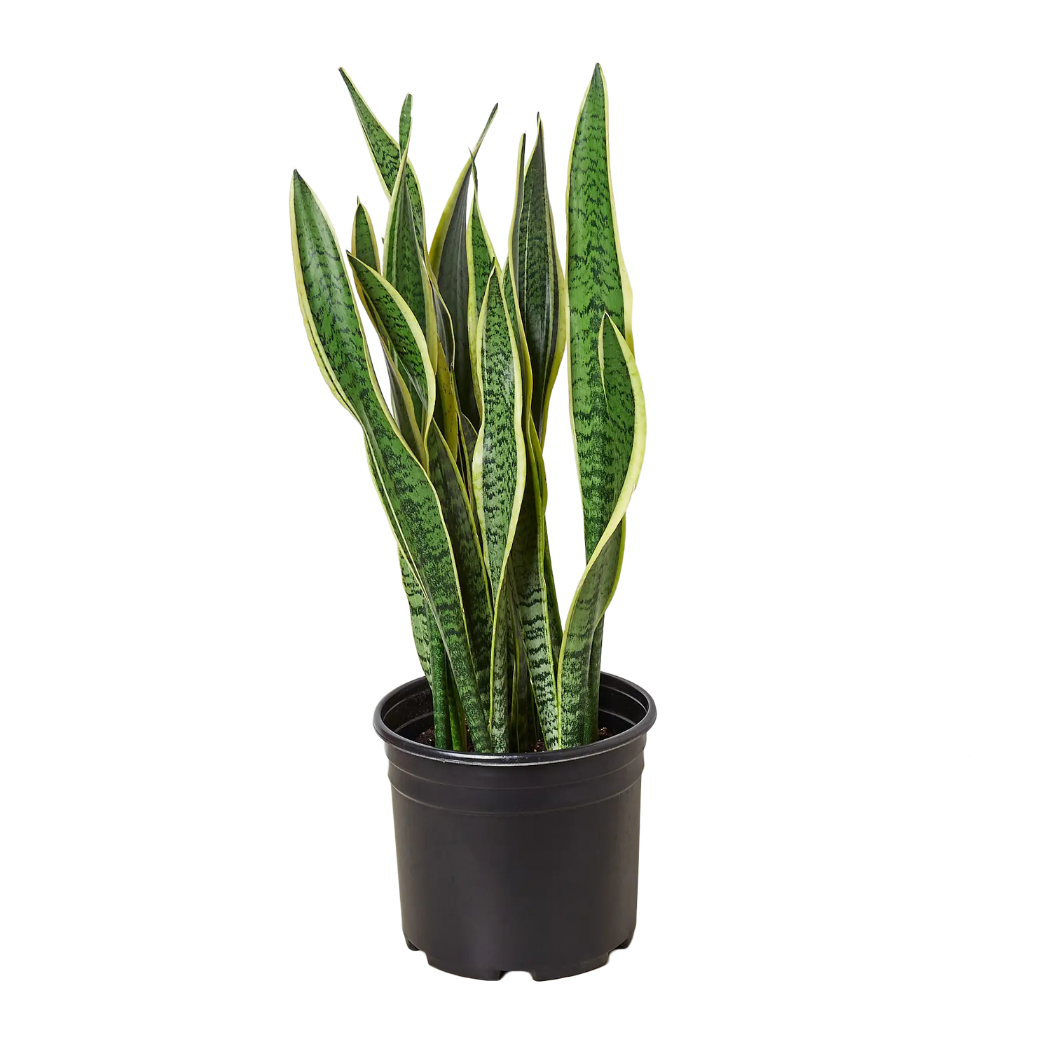 Snake Plant &