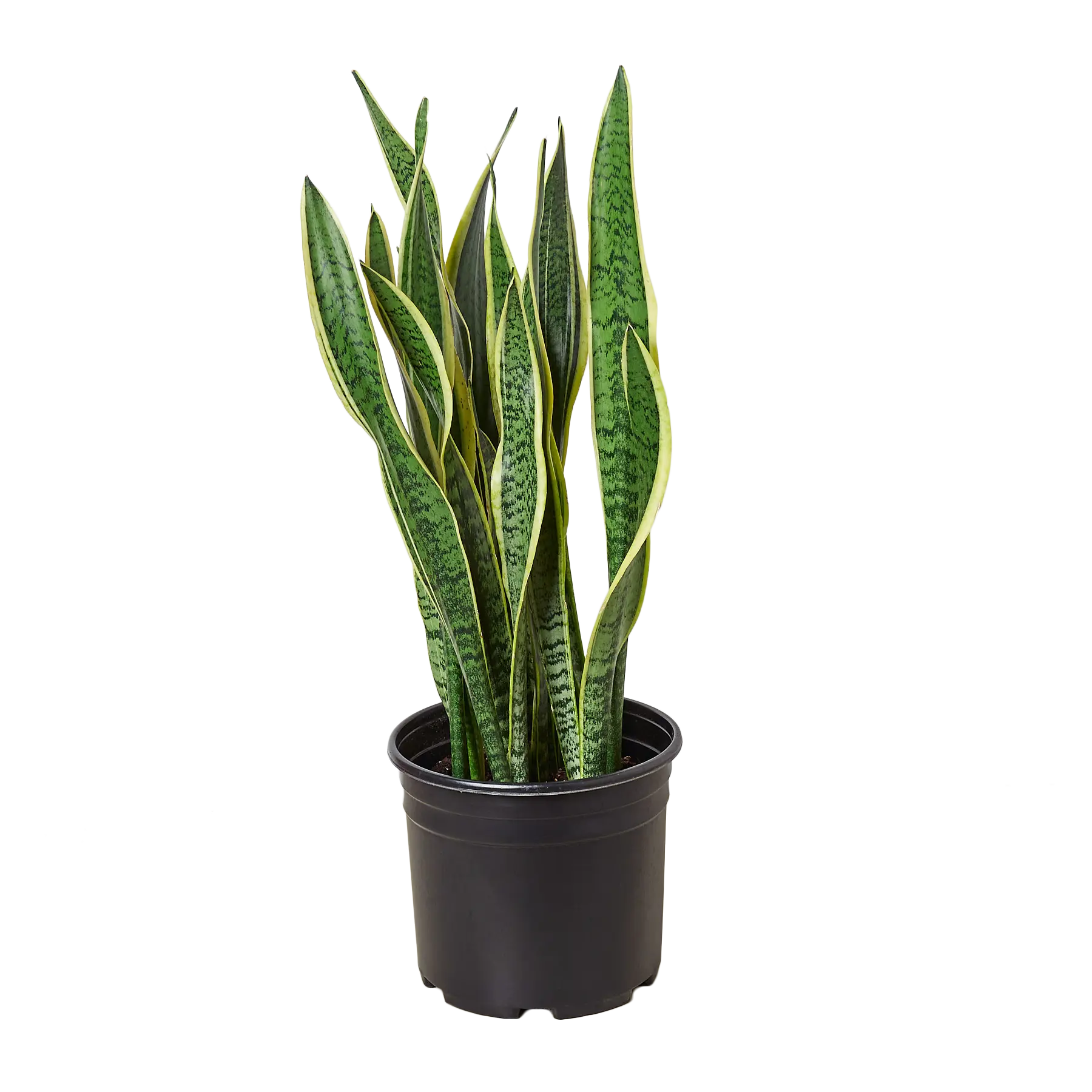 Snake Plant &