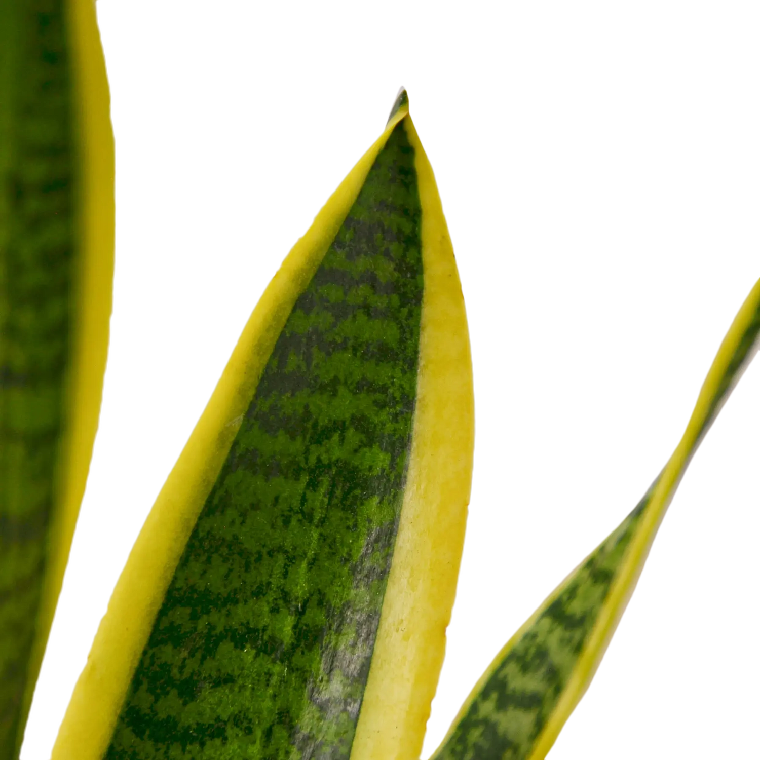 Snake Plant &