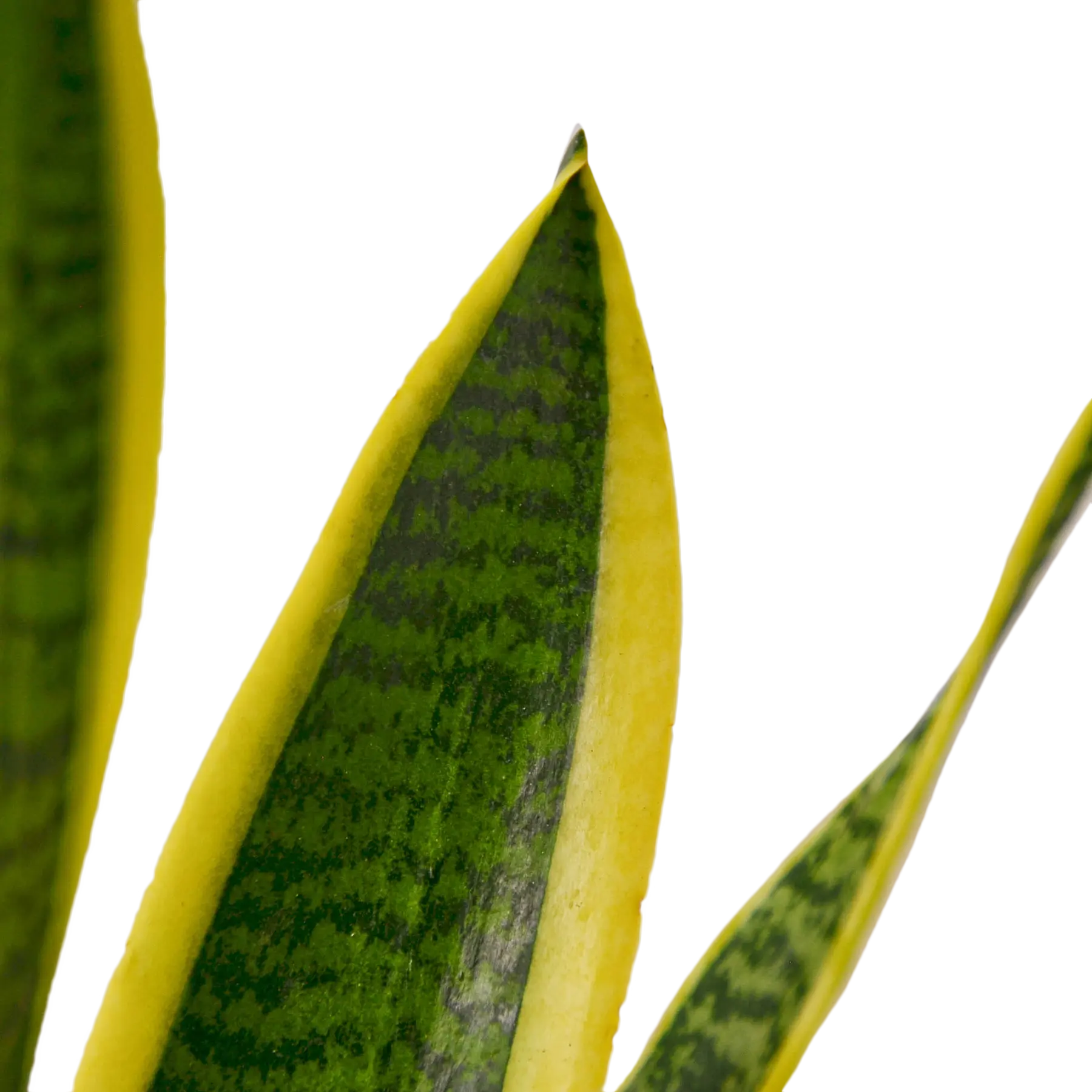 Snake Plant &