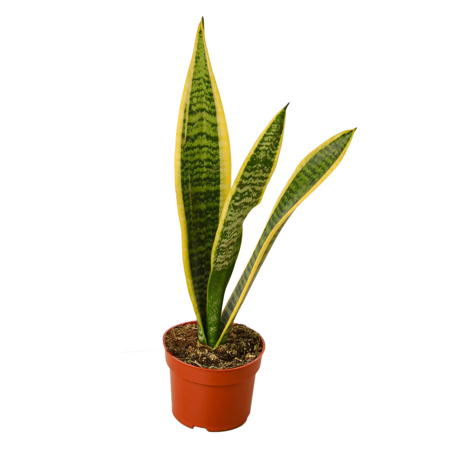 Snake Plant &