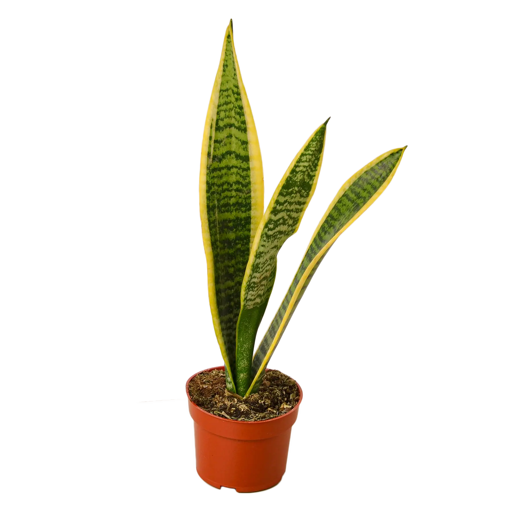 Snake Plant &