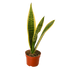 Snake Plant &