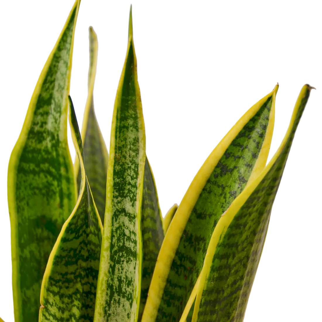 Snake Plant &