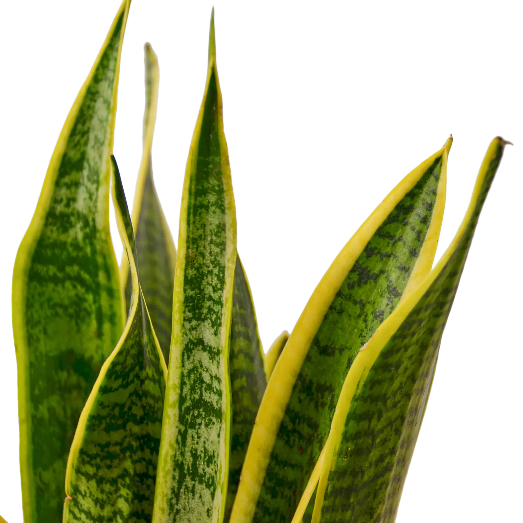 Snake Plant &