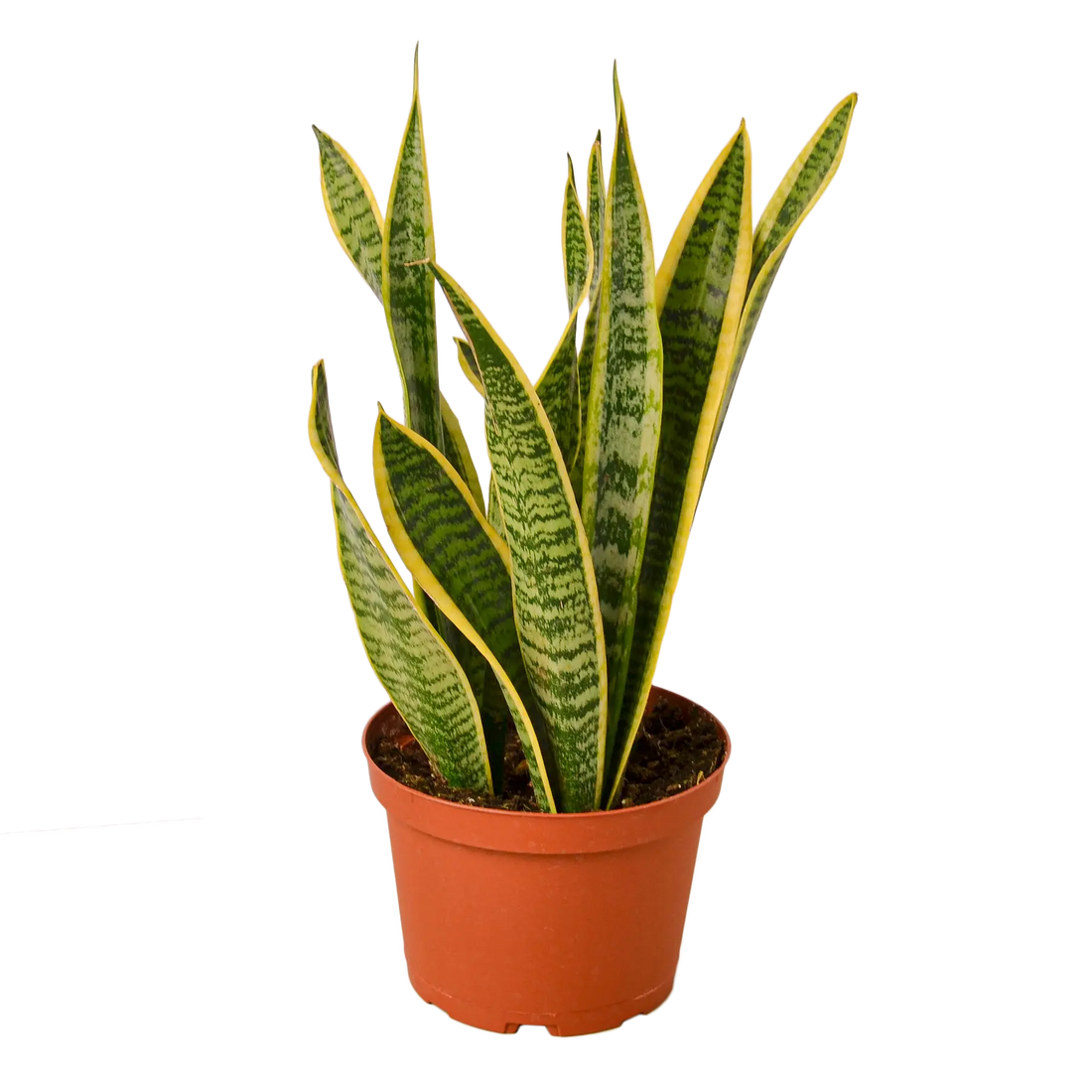Snake Plant &