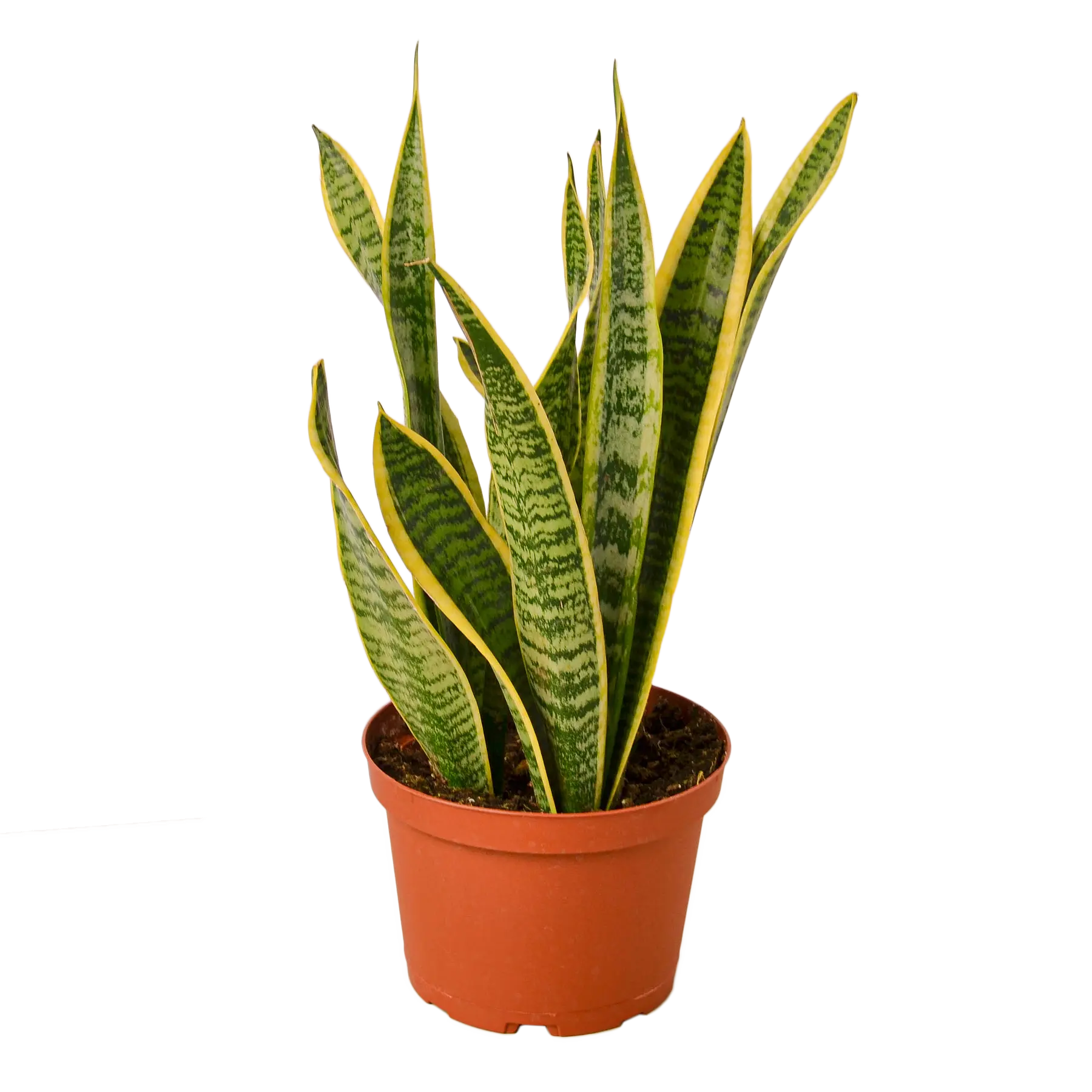 Snake Plant &