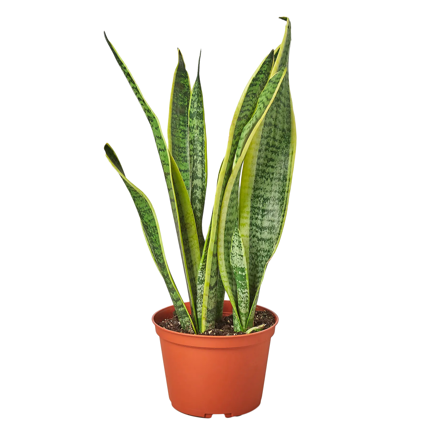 Snake Plant &